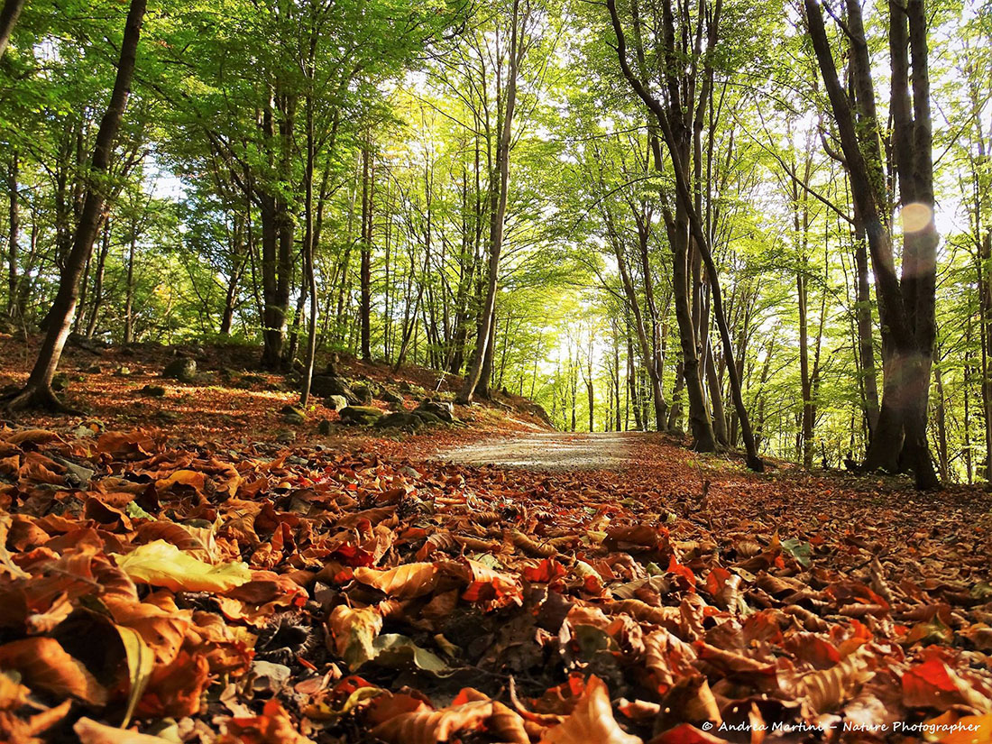 Colori d'autunno nel vallone del Sessi (Caprie) - 18.10.17 #fotodelgiorno di Andrea Martini